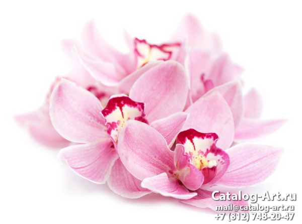 Pink orchids 75